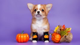 Desktop wallpaper. Dogs. ID:101859