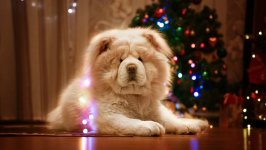 Desktop wallpaper. Dogs. ID:102053