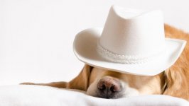 Desktop wallpaper. Dogs. ID:102165