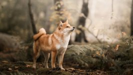 Desktop wallpaper. Dogs. ID:102180