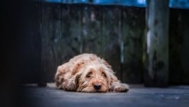 Desktop wallpaper. Dogs. ID:102338