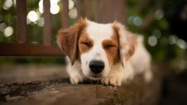Desktop wallpaper. Dogs. ID:102359
