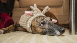 Desktop wallpaper. Dogs. ID:102548