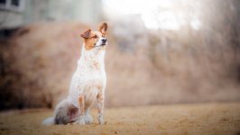 Desktop wallpaper. Dogs. ID:102582