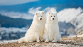 Desktop wallpaper. Dogs. ID:102629