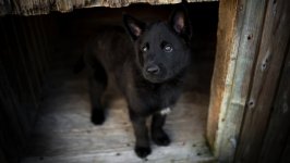 Desktop wallpaper. Dogs. ID:102669