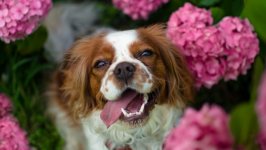 Desktop wallpaper. Dogs. ID:102683