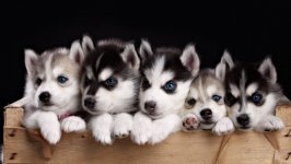 Desktop wallpaper. Dogs. ID:102814
