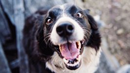 Desktop wallpaper. Dogs. ID:103064