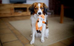 Desktop wallpaper. Dogs. ID:103257