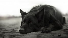 Desktop wallpaper. Dogs. ID:103316