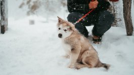Desktop wallpaper. Dogs. ID:103334