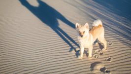 Desktop wallpaper. Dogs. ID:103720