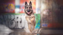 Desktop wallpaper. Dogs. ID:104072