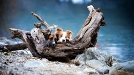 Desktop wallpaper. Dogs. ID:104517