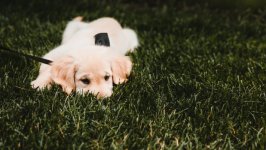 Desktop wallpaper. Dogs. ID:104530