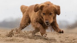 Desktop wallpaper. Dogs. ID:104607