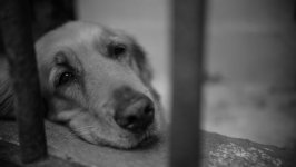Desktop wallpaper. Dogs. ID:104628