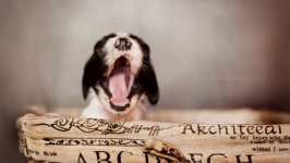 Desktop wallpaper. Dogs. ID:104657