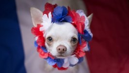 Desktop wallpaper. Dogs. ID:104807