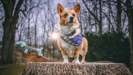 Desktop wallpaper. Dogs. ID:133294