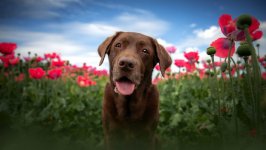 Desktop wallpaper. Dogs. ID:106157