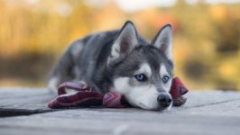Desktop wallpaper. Dogs. ID:106379