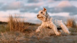Desktop wallpaper. Dogs. ID:106430
