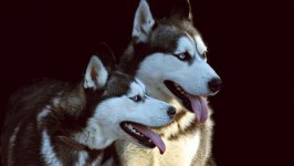 Desktop wallpaper. Dogs. ID:106985