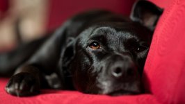 Desktop wallpaper. Dogs. ID:107148