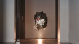 Desktop wallpaper. Dogs. ID:107247