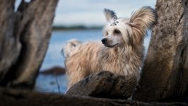 Desktop wallpaper. Dogs. ID:107502