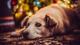 Desktop wallpaper. Dogs. ID:107709