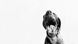 Desktop wallpaper. Dogs. ID:107716