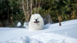 Desktop wallpaper. Dogs. ID:107985