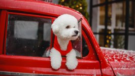 Desktop wallpaper. Dogs. ID:108008