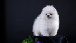 Desktop wallpaper. Dogs. ID:108226