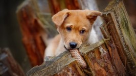 Desktop wallpaper. Dogs. ID:108268