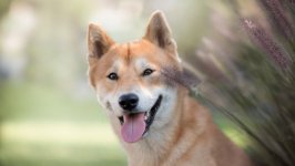 Desktop wallpaper. Dogs. ID:108304