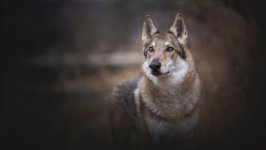 Desktop wallpaper. Dogs. ID:108544