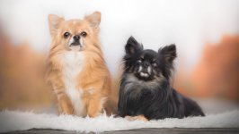 Desktop wallpaper. Dogs. ID:108801