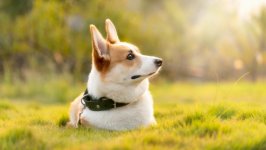 Desktop wallpaper. Dogs. ID:133267