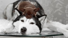 Desktop wallpaper. Dogs. ID:109223