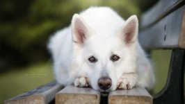 Desktop wallpaper. Dogs. ID:109395
