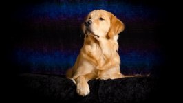 Desktop wallpaper. Dogs. ID:109656