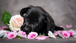 Desktop wallpaper. Dogs. ID:109662