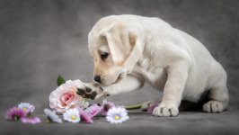 Desktop wallpaper. Dogs. ID:109697