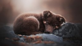 Desktop wallpaper. Dogs. ID:110100