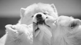 Desktop wallpaper. Dogs. ID:110146