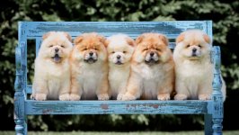 Desktop wallpaper. Dogs. ID:110218